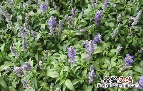 紫草种植技术 紫草高产栽培技术