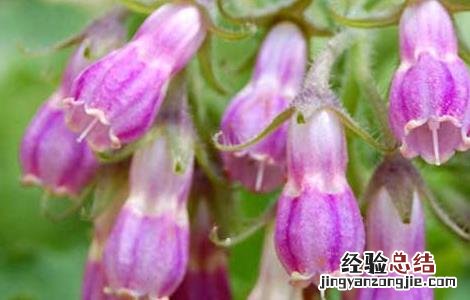 紫草种植技术 紫草高产栽培技术