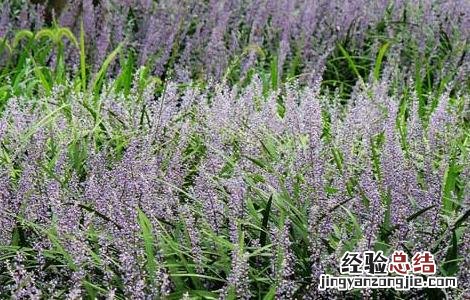 麦冬种植技术 麦冬种植技术及亩收益