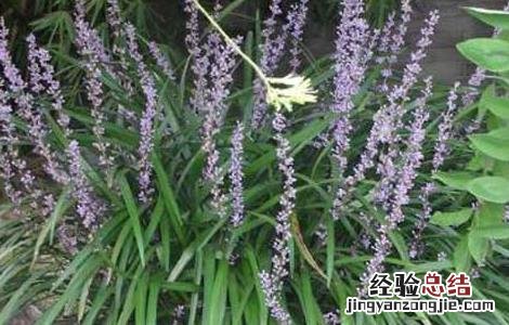 麦冬种植技术 麦冬种植技术及亩收益