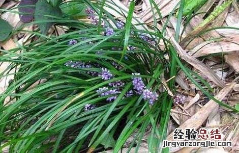 麦冬种植技术 麦冬种植技术及亩收益