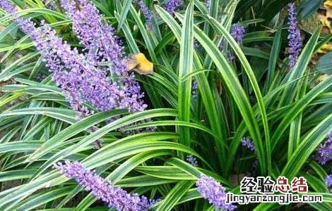 麦冬种植技术 麦冬种植技术及亩收益