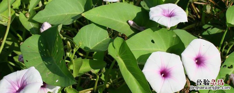 大棚空心菜一年四季都能种吗 空心菜秋天可以大棚种植吗