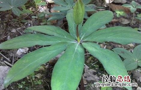 重楼种植技术与栽培 重楼高效人工栽培技术