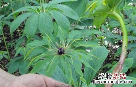 重楼种植技术与栽培 重楼高效人工栽培技术