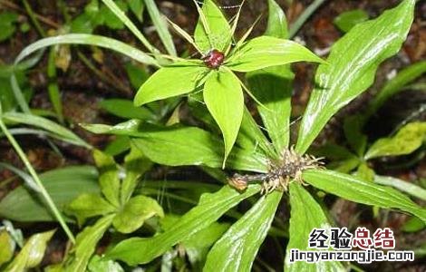 重楼种植技术与栽培 重楼高效人工栽培技术