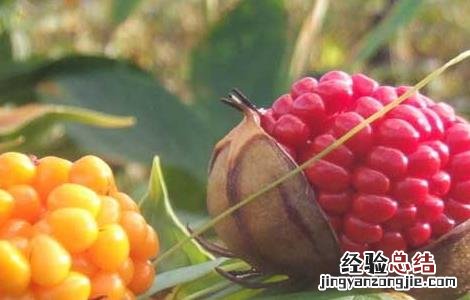 重楼种植技术与栽培 重楼高效人工栽培技术