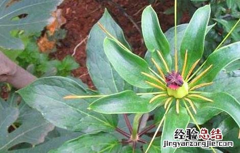 重楼种植技术与栽培 重楼高效人工栽培技术