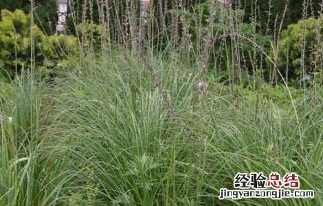 知母高产种植技术 知母种植技术及亩知母