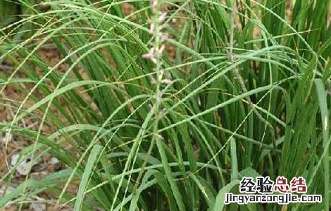 知母高产种植技术 知母种植技术及亩知母