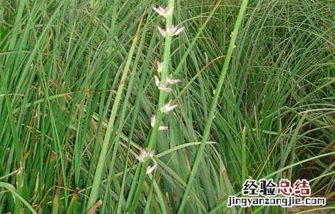 知母高产种植技术 知母种植技术及亩知母