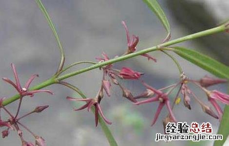 徐长卿栽培技术 徐长卿种植基地