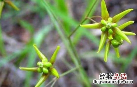 徐长卿栽培技术 徐长卿种植基地