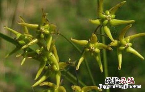 徐长卿栽培技术 徐长卿种植基地