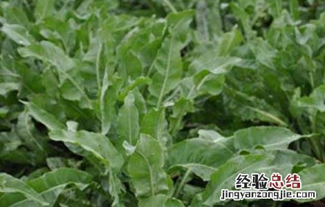 板蓝根高产栽培技术视频 板蓝根高产栽培技术