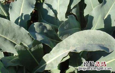 板蓝根高产栽培技术视频 板蓝根高产栽培技术