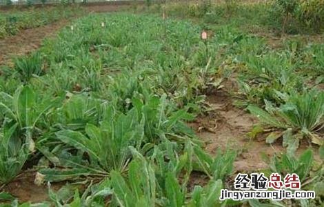 板蓝根高产栽培技术视频 板蓝根高产栽培技术
