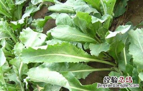 板蓝根高产栽培技术视频 板蓝根高产栽培技术