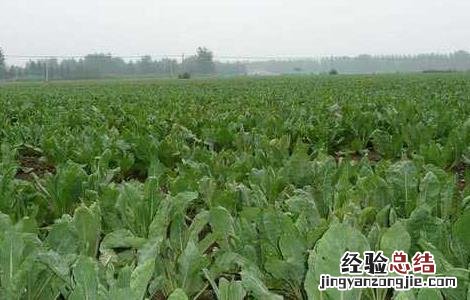 板蓝根高产栽培技术视频 板蓝根高产栽培技术