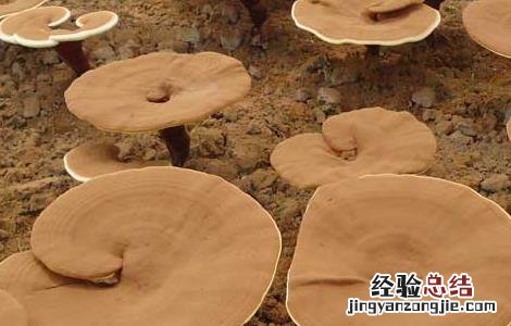 灵芝高效栽培种植技术 灵芝高效栽培种植技术与管理