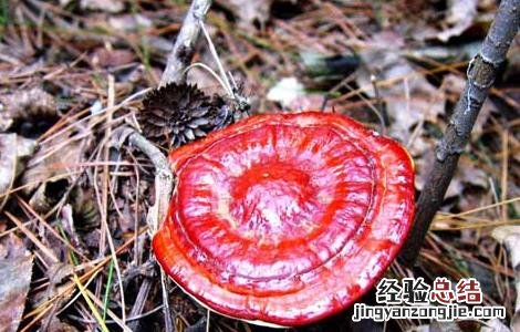 灵芝高效栽培种植技术 灵芝高效栽培种植技术与管理