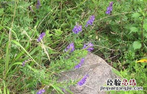 黄芩高产栽培技术 黄芩高产栽培技术,最佳种植时间