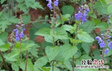 黄芩高产栽培技术 黄芩高产栽培技术,最佳种植时间