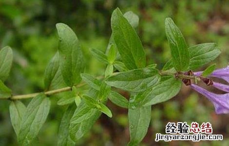 黄芩高产栽培技术 黄芩高产栽培技术,最佳种植时间