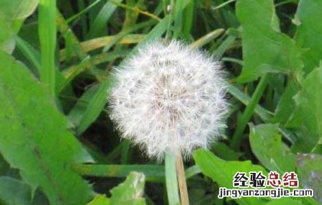 蒲公英的高产栽培技术 蒲公英的高产栽培技术有哪些