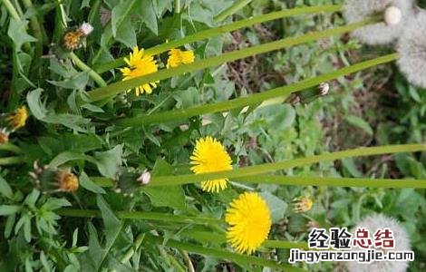 蒲公英的高产栽培技术 蒲公英的高产栽培技术有哪些