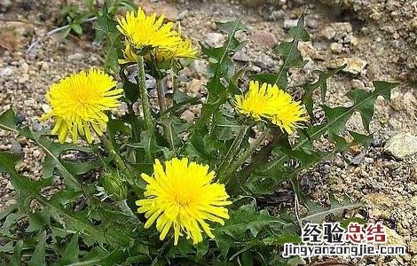 蒲公英的高产栽培技术 蒲公英的高产栽培技术有哪些