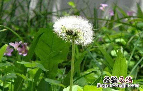 蒲公英的高产栽培技术 蒲公英的高产栽培技术有哪些