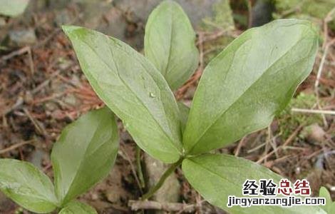 怎样种植半夏高产 半夏的高产种植技术