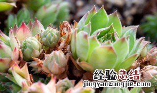 植物界有多少科 植物界有多少科学家