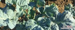 西兰花怎样打侧芽 西兰花怎么打枝