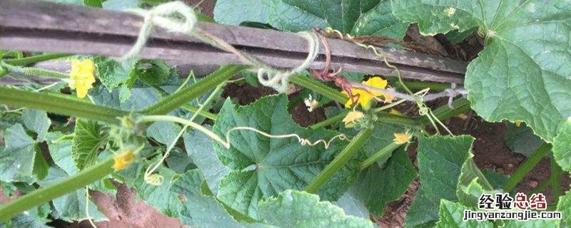 大棚秋延后黄瓜栽培技术 秋大棚黄瓜种植技术