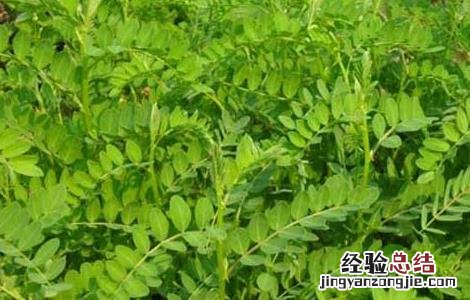 沙苑子高产栽培技术 沙苑子种植技术和亩产量