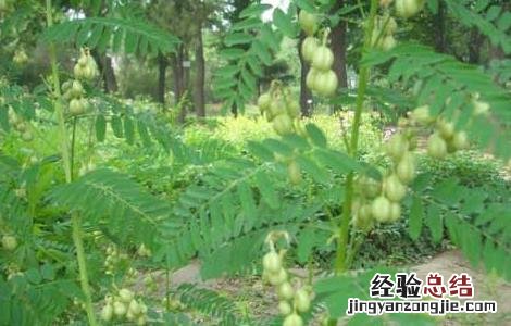 沙苑子高产栽培技术 沙苑子种植技术和亩产量