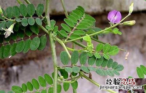 沙苑子高产栽培技术 沙苑子种植技术和亩产量