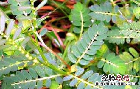 沙苑子高产栽培技术 沙苑子种植技术和亩产量