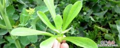 清明草怎么吃 清明草怎么吃止咳
