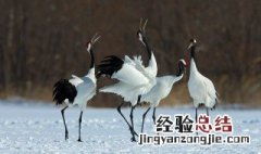 中国国鸟什么时候定下来的 中国国鸟有什么