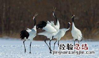 中国国鸟什么时候定下来的 中国国鸟有什么
