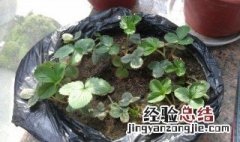 菜种如何用水泡发芽 菜种怎么泡