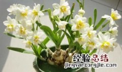 家里水仙花摆放风水 水仙花放家里风水好吗