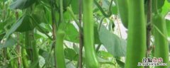 瓠子瓜种植怎么摘心 瓠子瓜种植怎么摘心视频