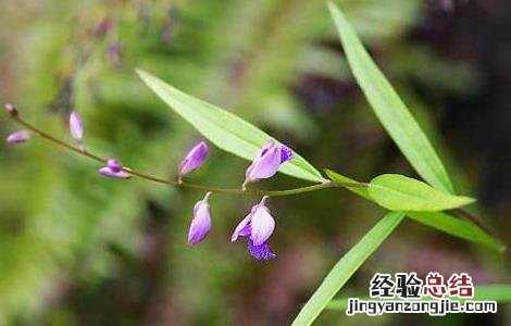远志怎么种植技术 远志的人工种植技术