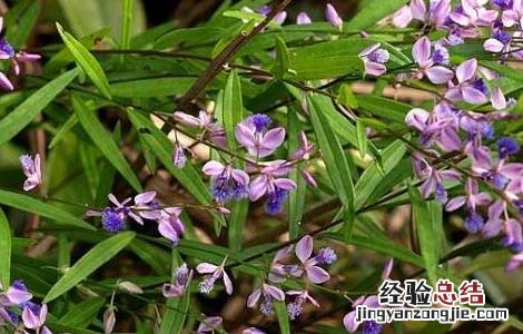远志怎么种植技术 远志的人工种植技术