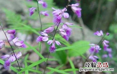 远志怎么种植技术 远志的人工种植技术