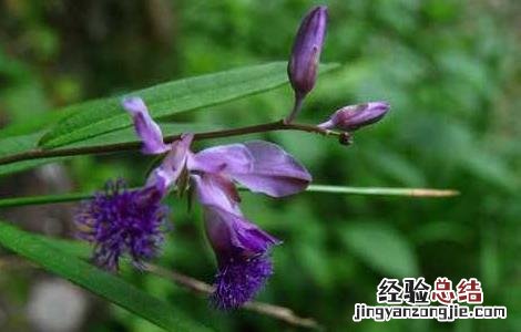 远志怎么种植技术 远志的人工种植技术